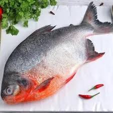 Roopchand / River Pomfret(1 Kg)